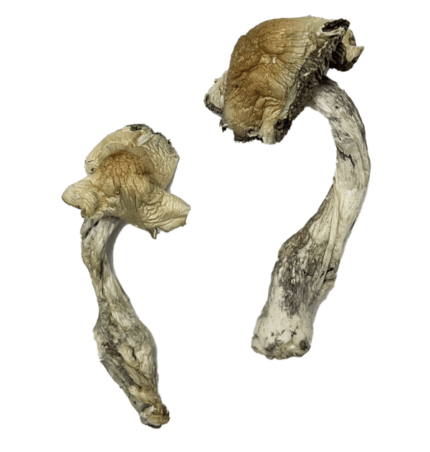 Buy Gorlin Magic Mushrooms